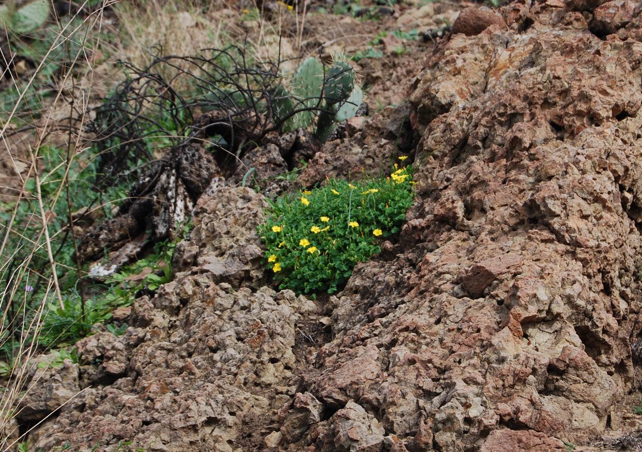 oxalis-californica-28jan2015-5