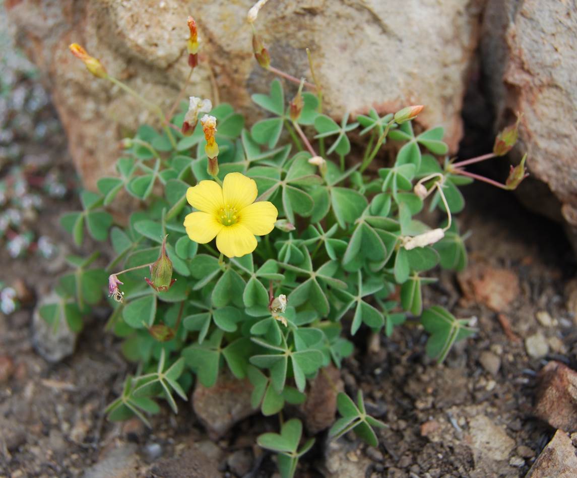 oxalis-californica-29may2014-21