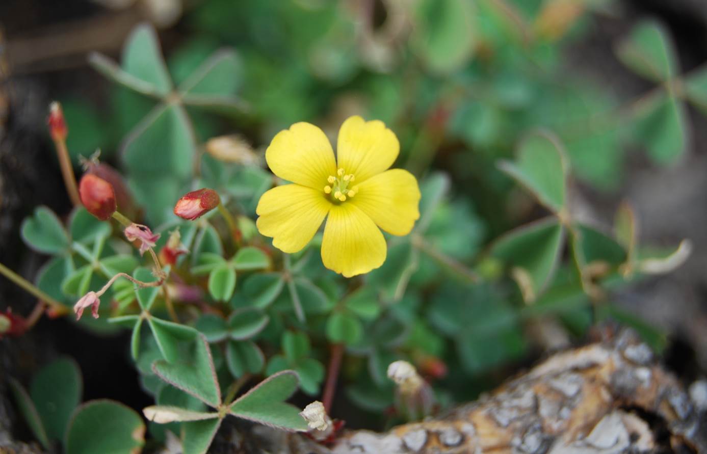 oxalis-californica-6june2014-3 oxalis-californica-6june2014-3
