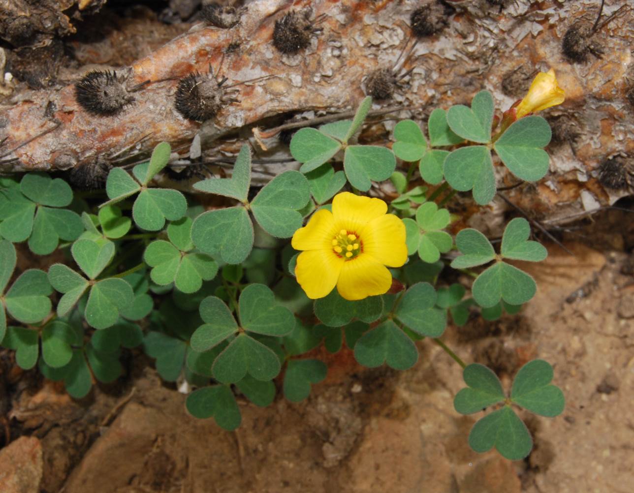 oxalis-californica-9june2014-9
