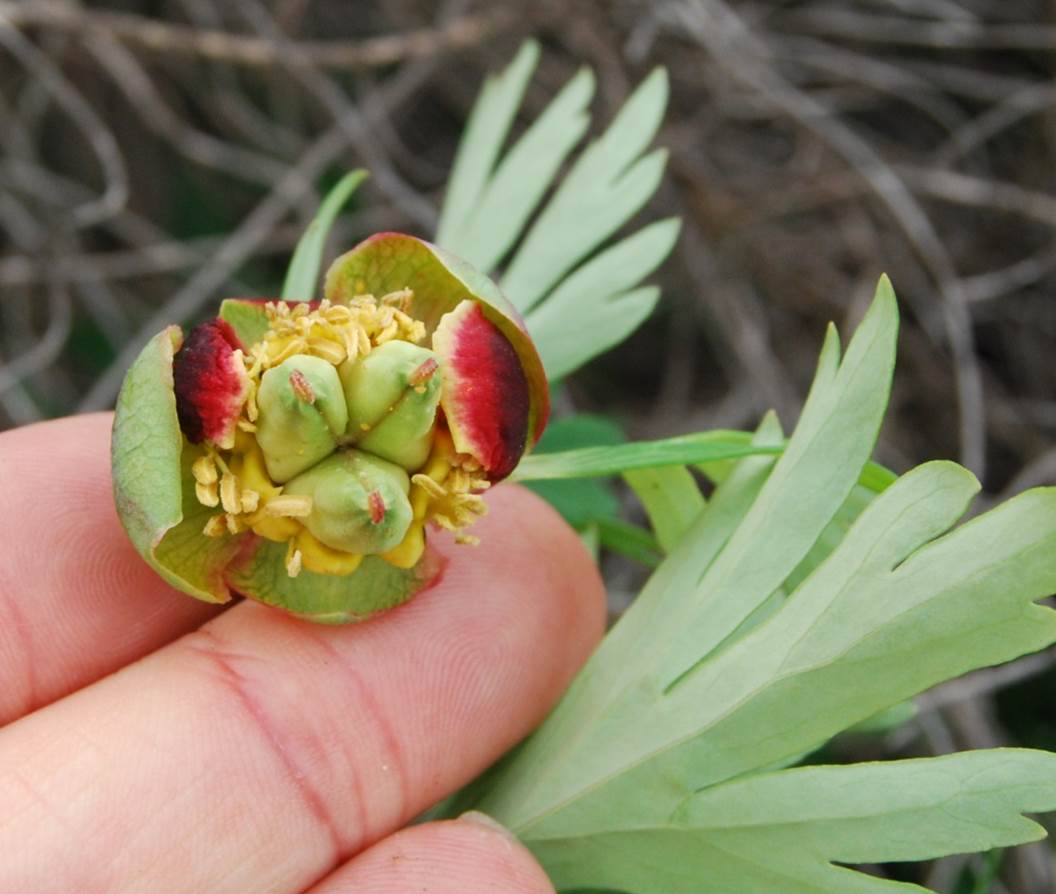 paeonia-californica-7mar2013-3