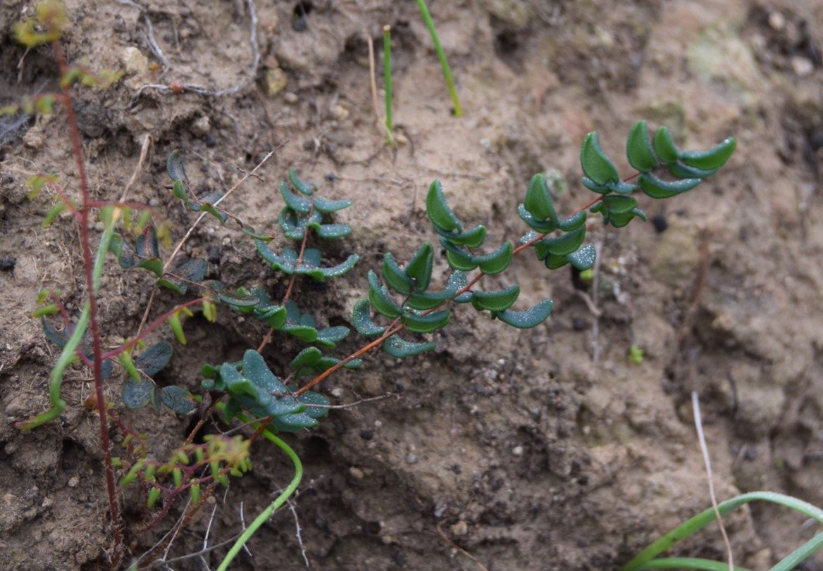 Pellaea-andromedifolia-20Mar2016-1 Pellaea-andromedifolia-20Mar2016-1