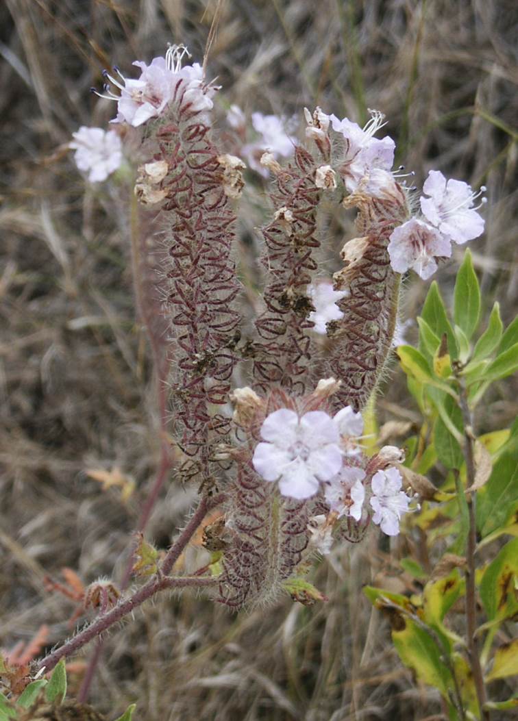 phacelia-cicutaria-25may2003-c