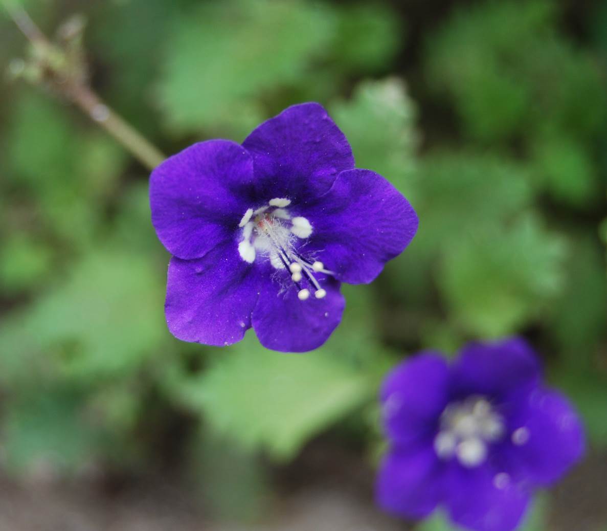 phacelia-parryi-11mar2015-16 phacelia-parryi-11mar2015-16