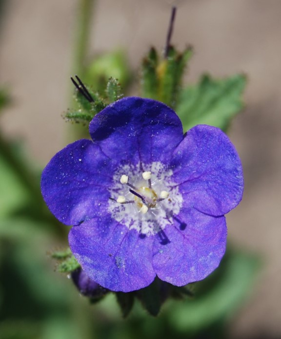 phacelia-viscida-26apr2014-14