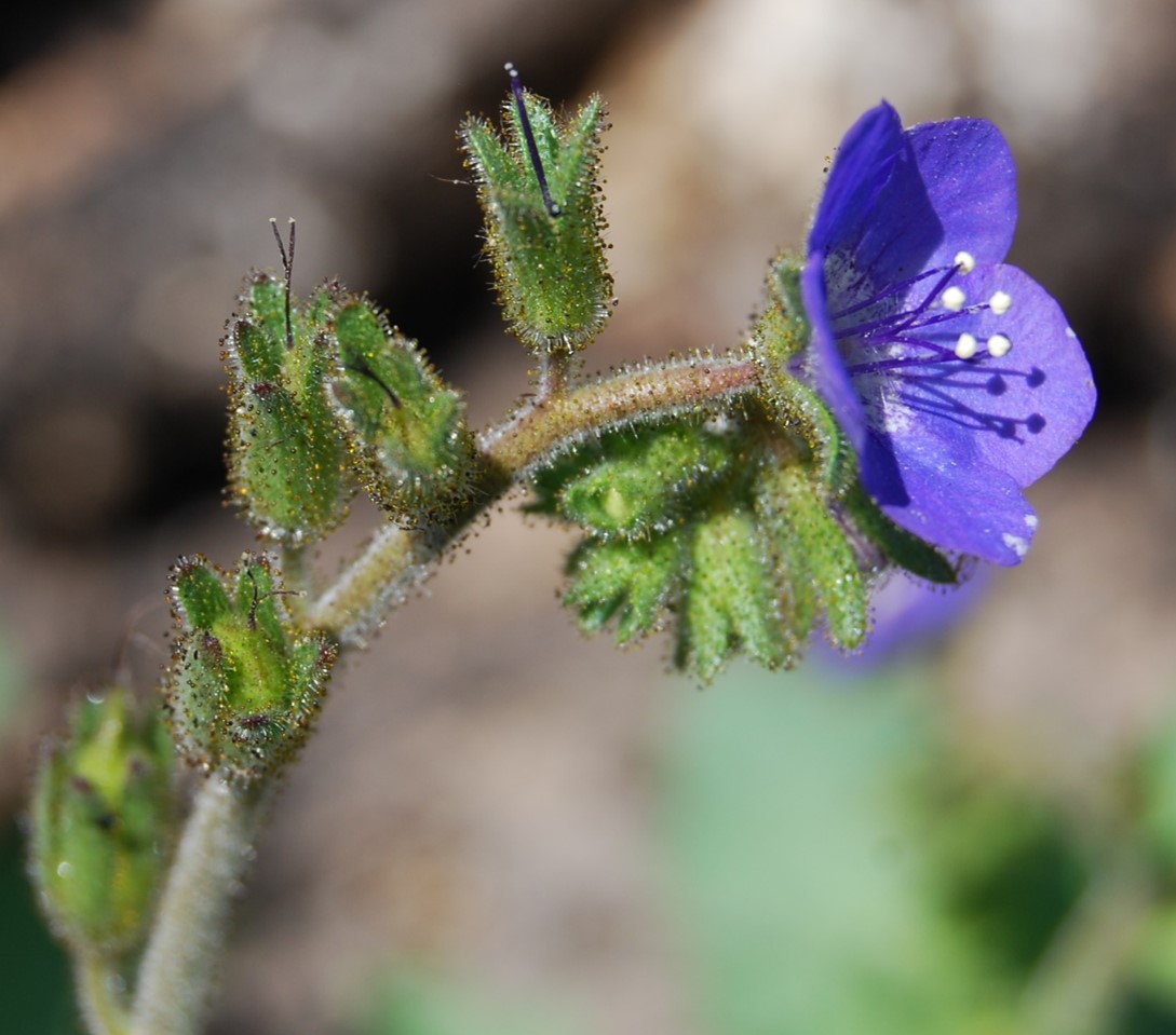 phacelia-viscida-26apr2014-8