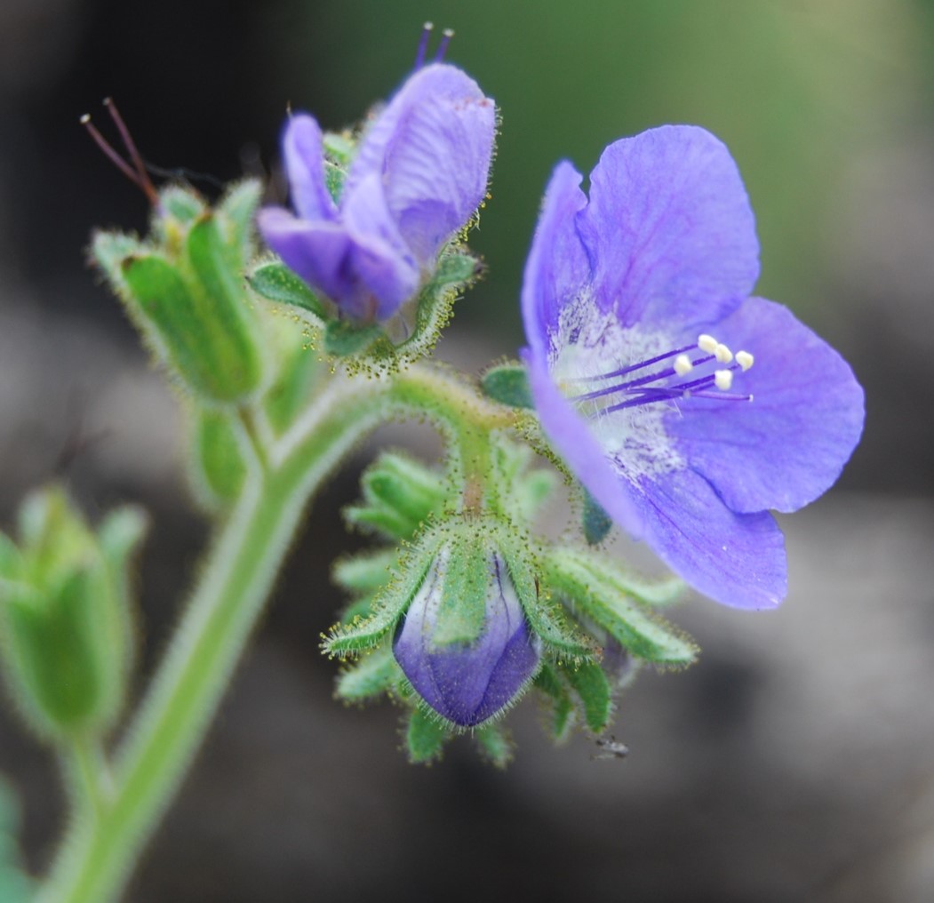 phacelia-viscida-29may2014-8