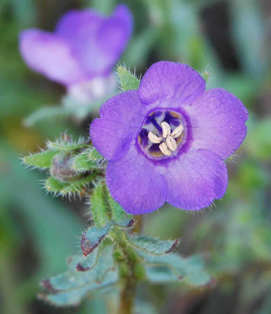 pholistoma-auritum-28feb2013-3
