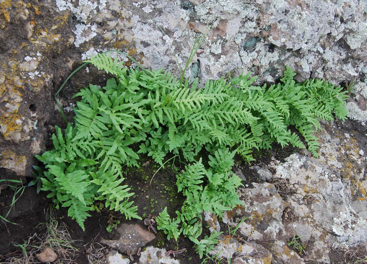 polypodium-21feb2013-2 polypodium-21feb2013-2