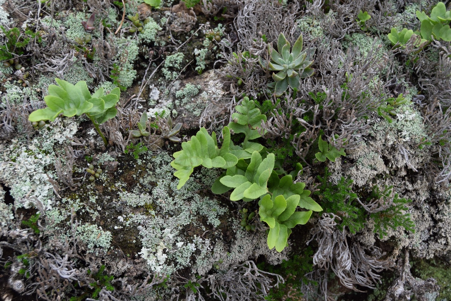 polypodium-californicum-10mar2016-2 polypodium-californicum-10mar2016-2