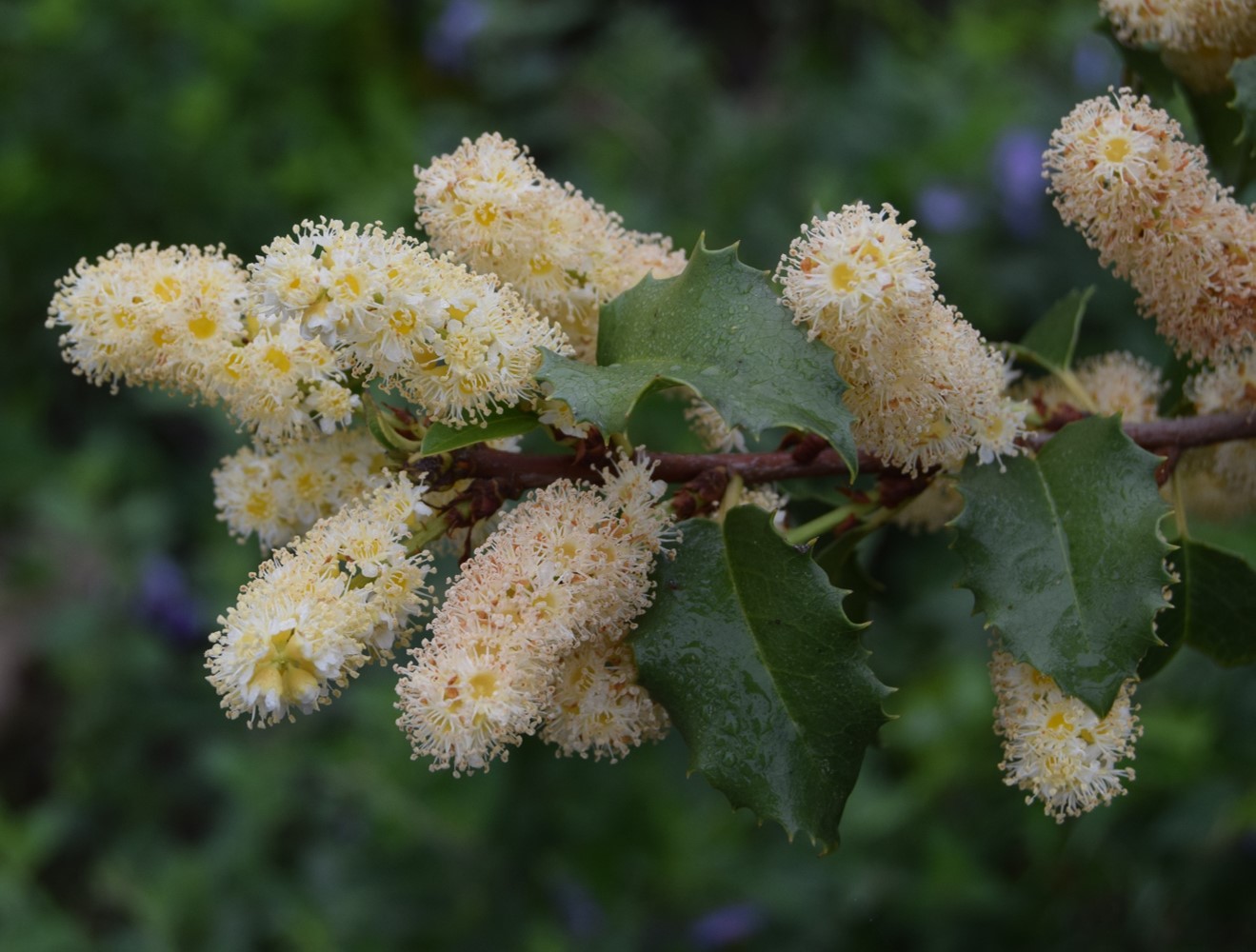 prunus-ilicifolia-20mar2016-14 prunus-ilicifolia-20mar2016-14