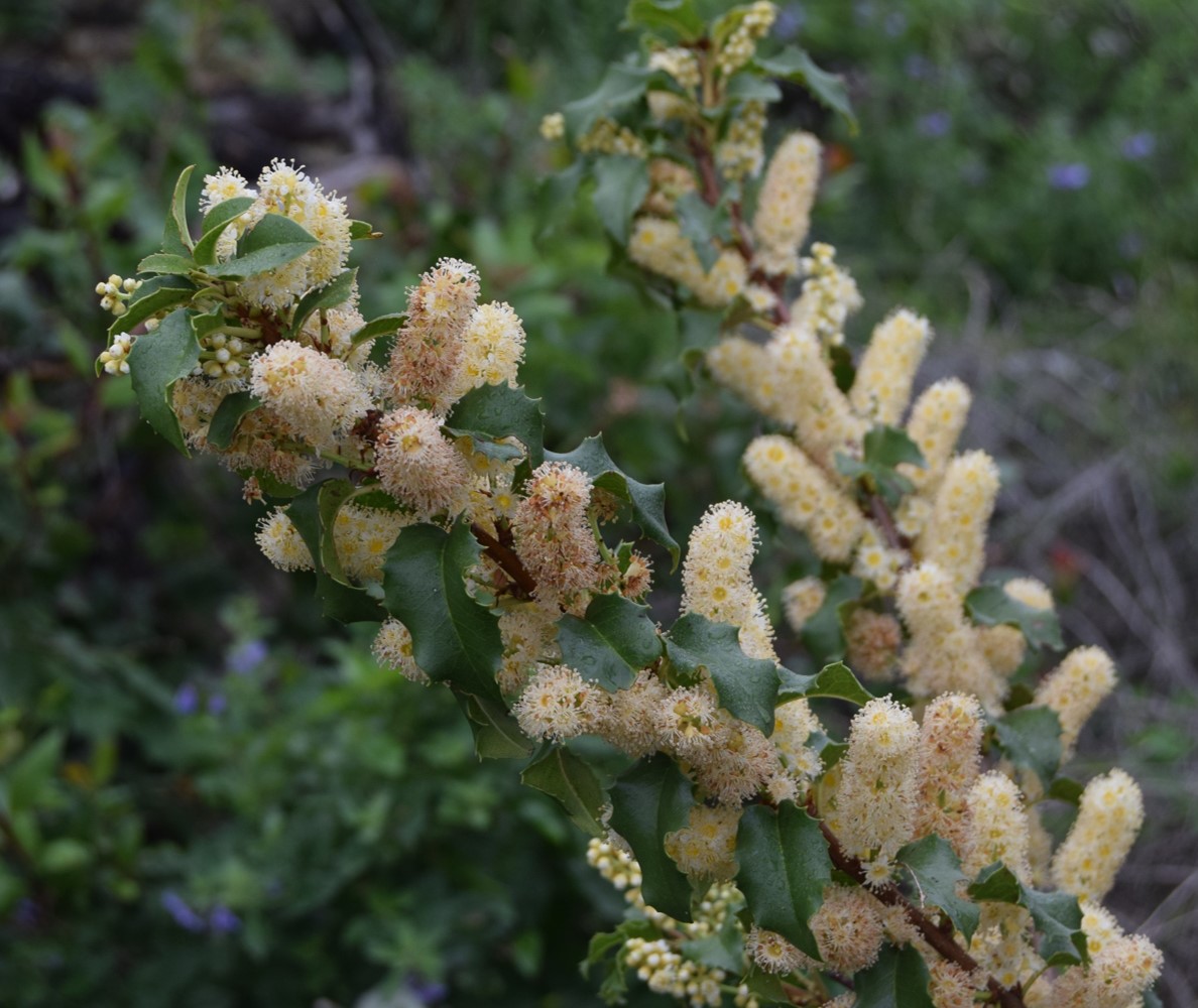 prunus-ilicifolia-20mar2016-17 prunus-ilicifolia-20mar2016-17