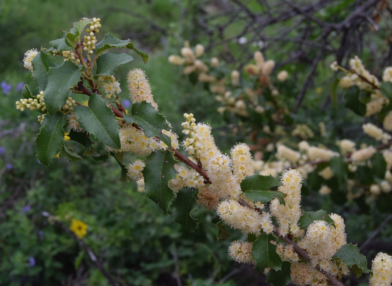prunus-ilicifolia-20mar2016-3 prunus-ilicifolia-20mar2016-3