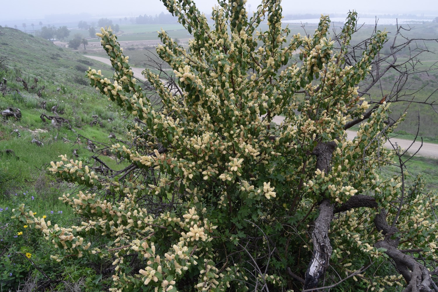 prunus-ilicifolia-20mar2016-5 prunus-ilicifolia-20mar2016-5