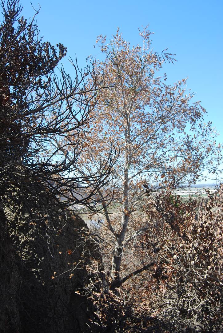 quercus-agrifolia-24sept2013-1 quercus-agrifolia-24sept2013-1