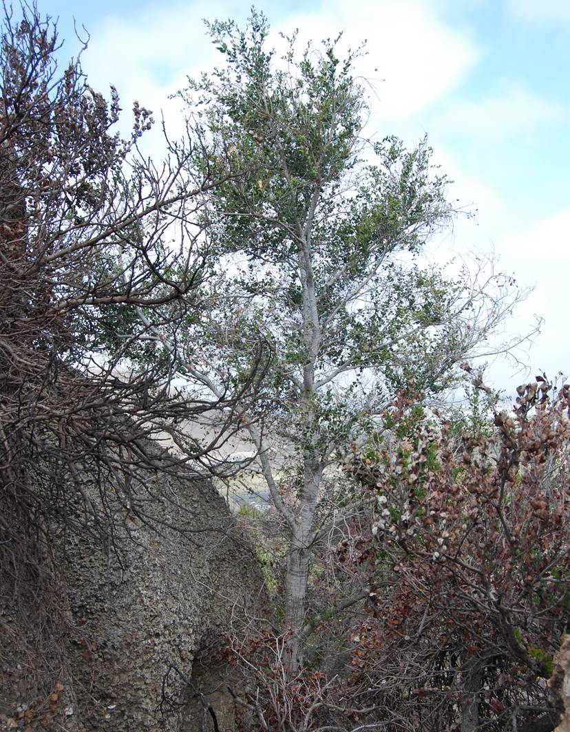 quercus-agrifolia-6june2014-2 quercus-agrifolia-6june2014-2