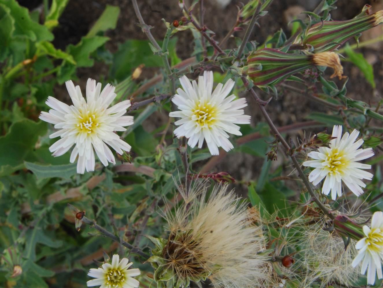rafinesquia-californica-2june2014-6