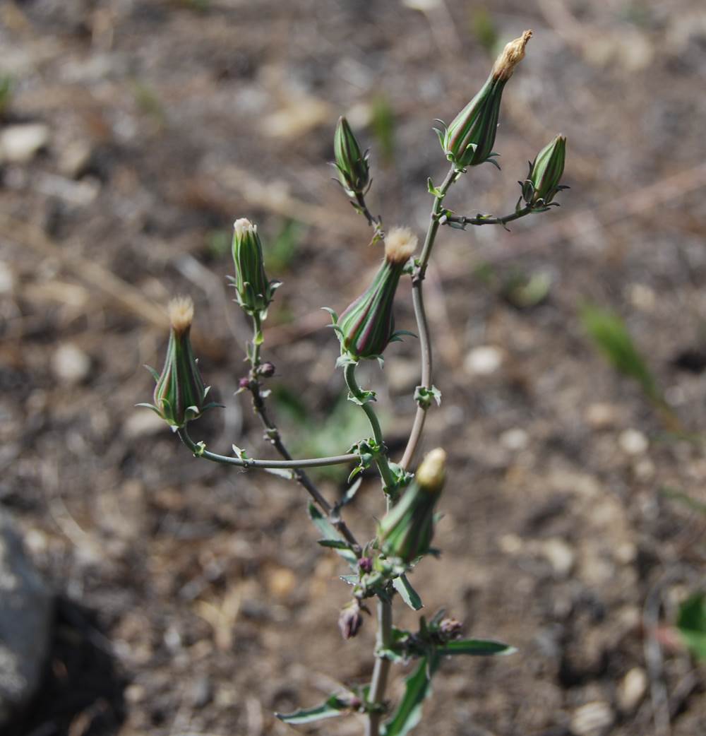 rafinesquia-californica-4may2014-2