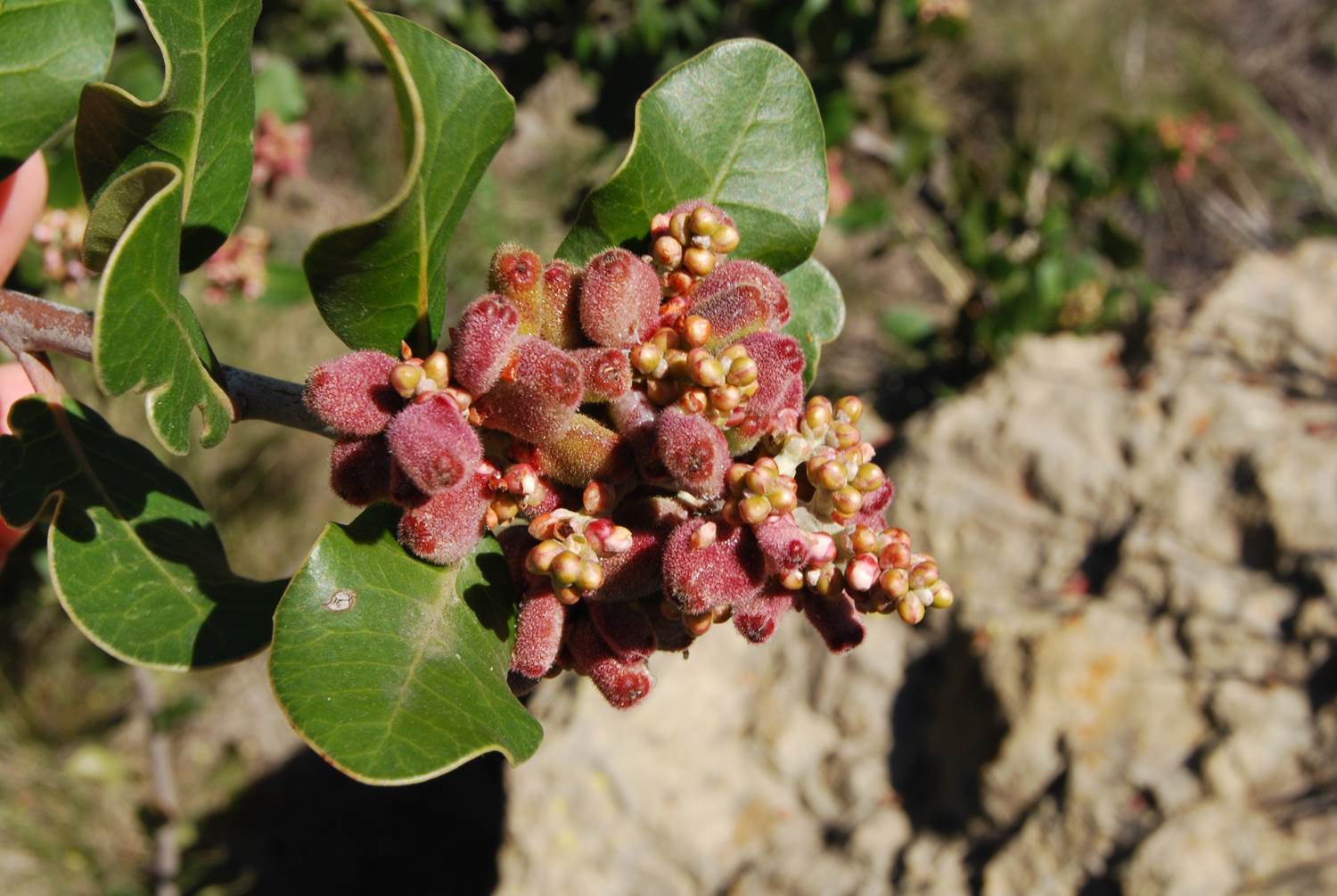 rhusintegrifolia-27feb2013.