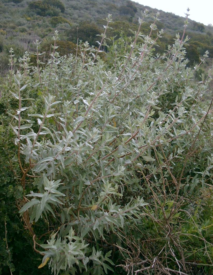 salvia-leucophylla-23feb2003-a