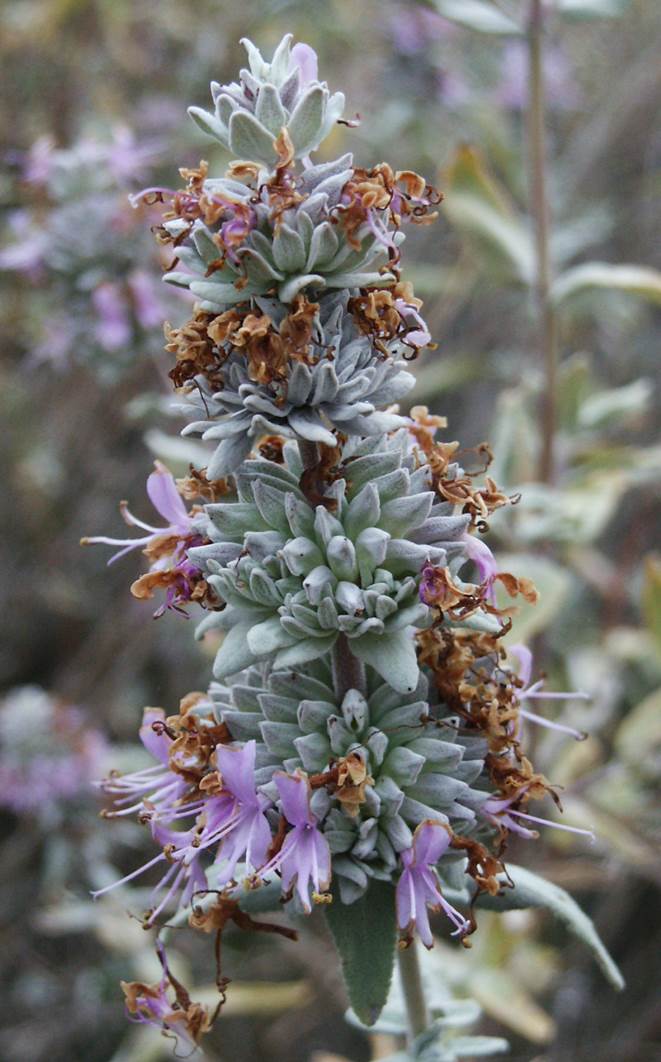 salvia-leucophylla-24may2005-6