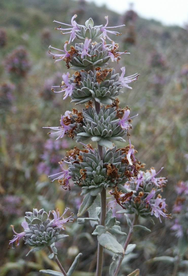 salvia-leucophylla-24may2005-7