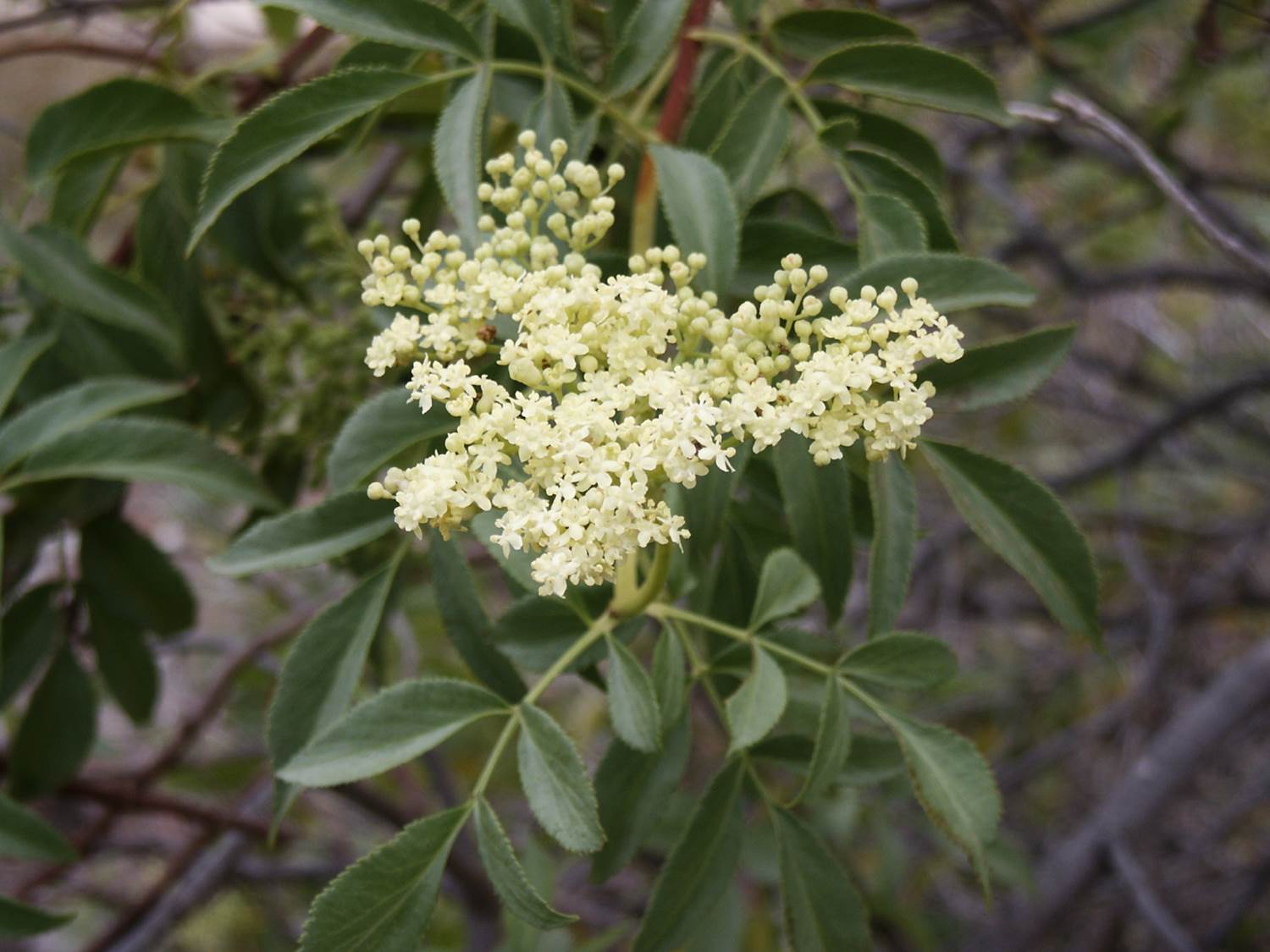 sambucus-22june2003-1