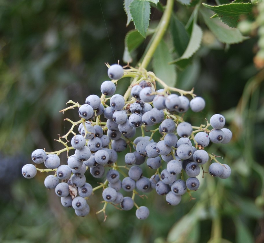 sambucus-nigra-1june2015-11