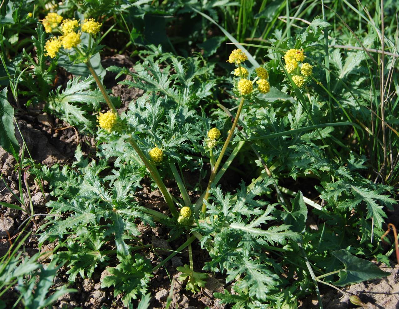 sanicula-arguta-6feb2015-31