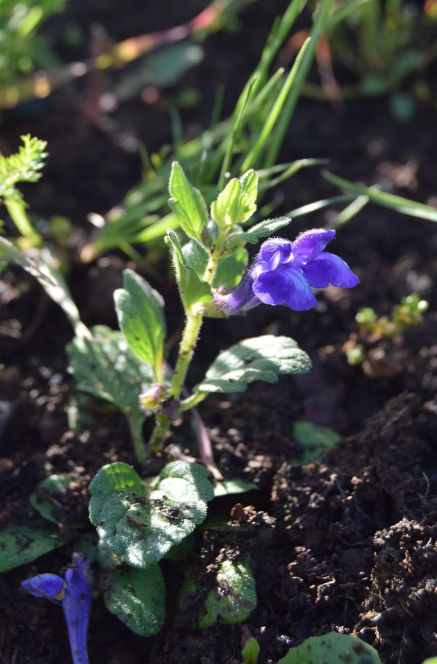 scutellaria-tuberosa-2-12mar2016 scutellaria-tuberosa-2-12mar2016