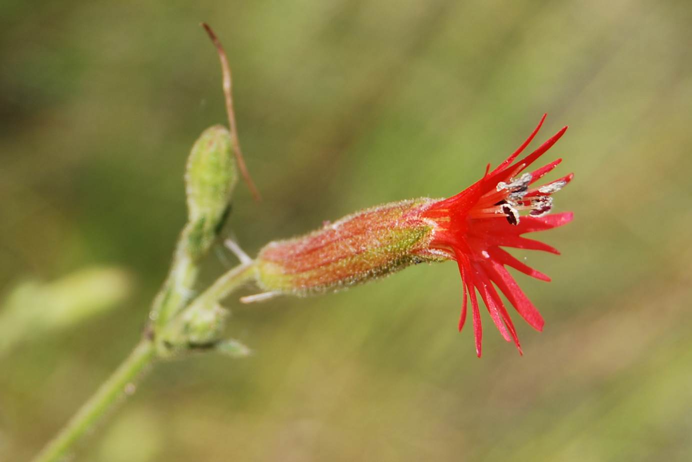 silene-laciniata-15apr2013-3
