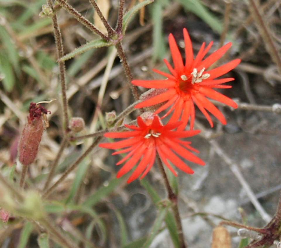 silene-laciniata-29may2003-a