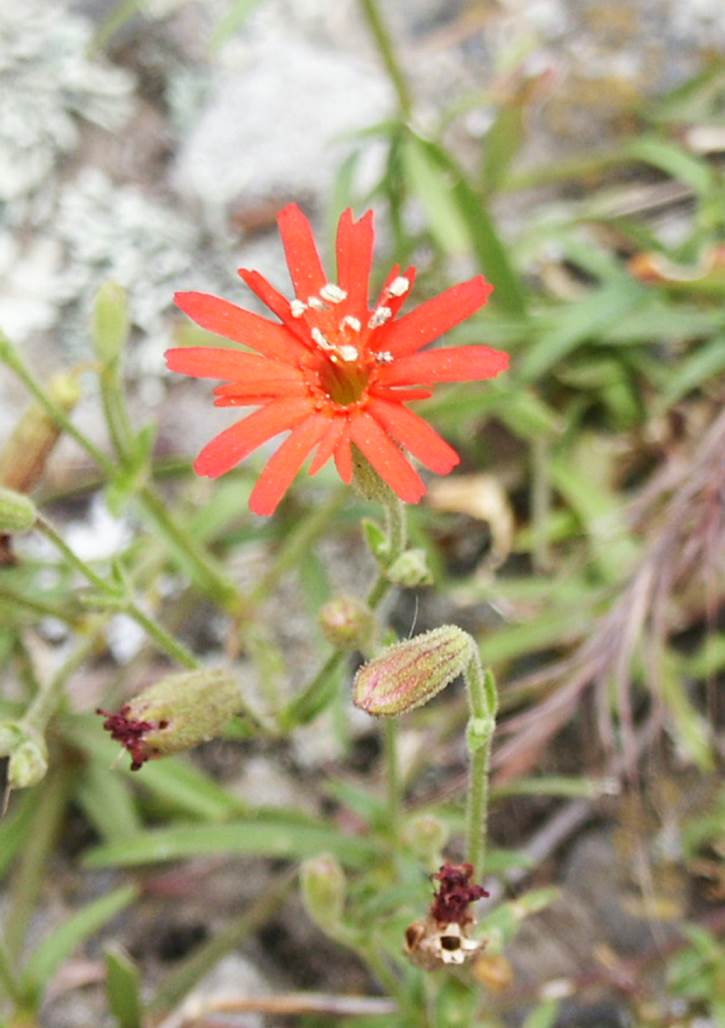 silene-laciniata-29may2003-e