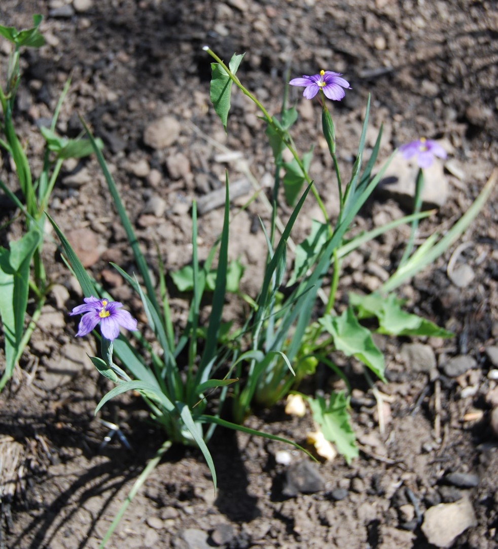sisyrinchium-bellum-7may2014-3 sisyrinchium-bellum-7may2014-3