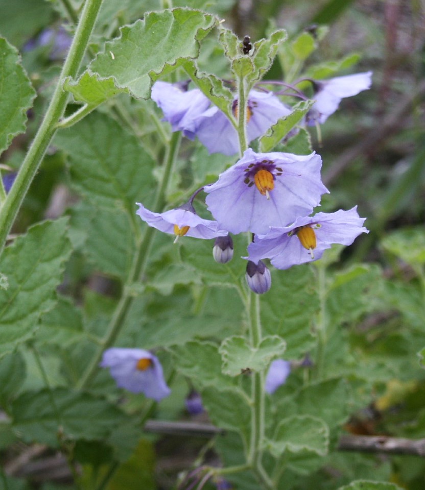 solanum-xanti-12may2006-1