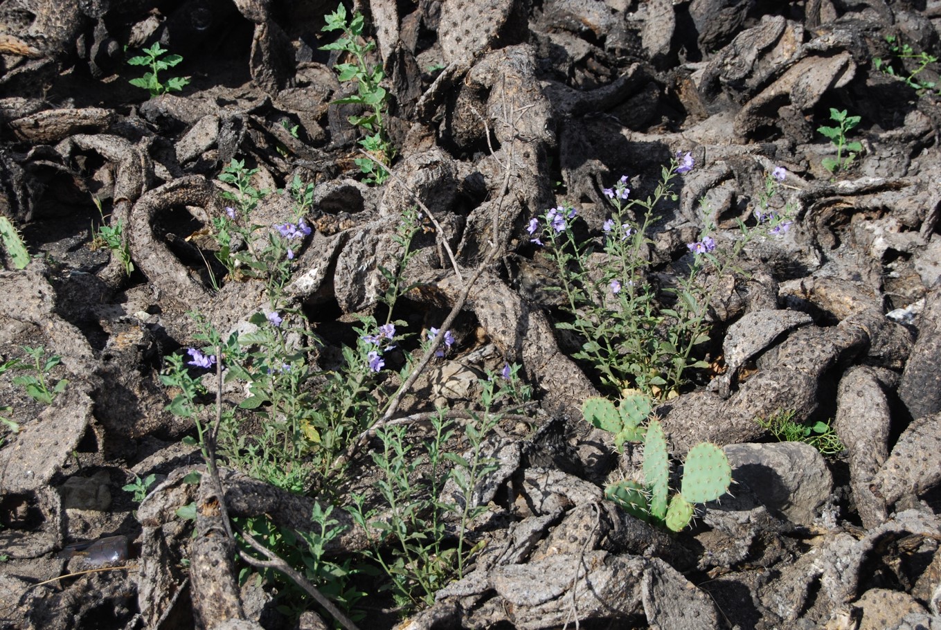 solanum-xanti-20may2014-6