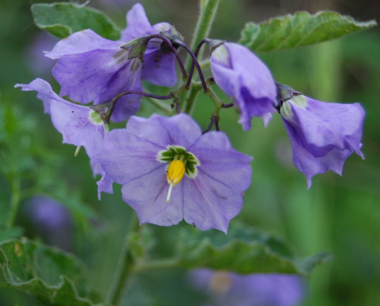 solanum-xanti-22mar2008-3