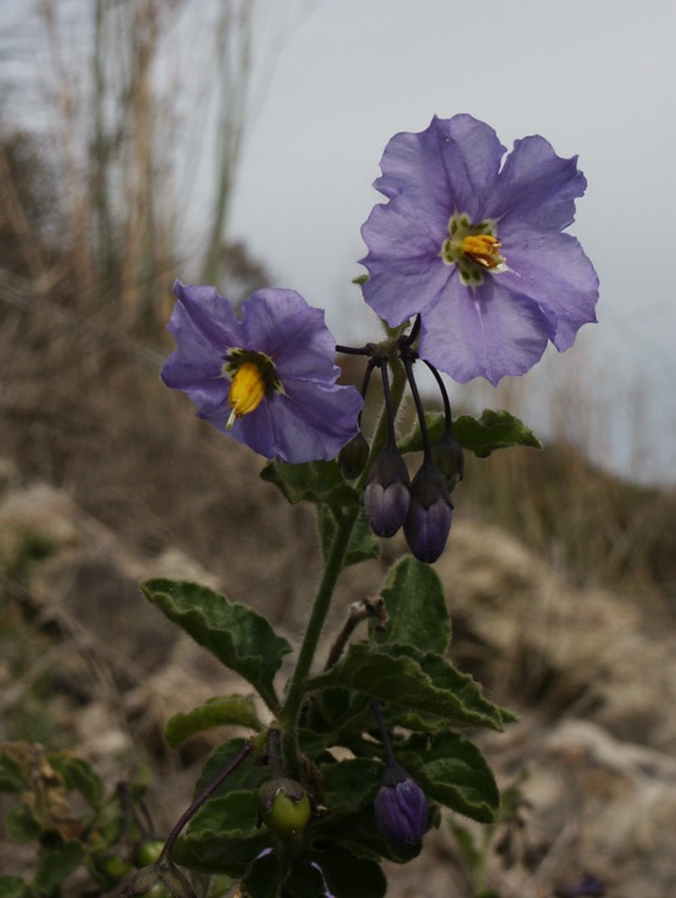 solanum-xanti-15feb2004-1