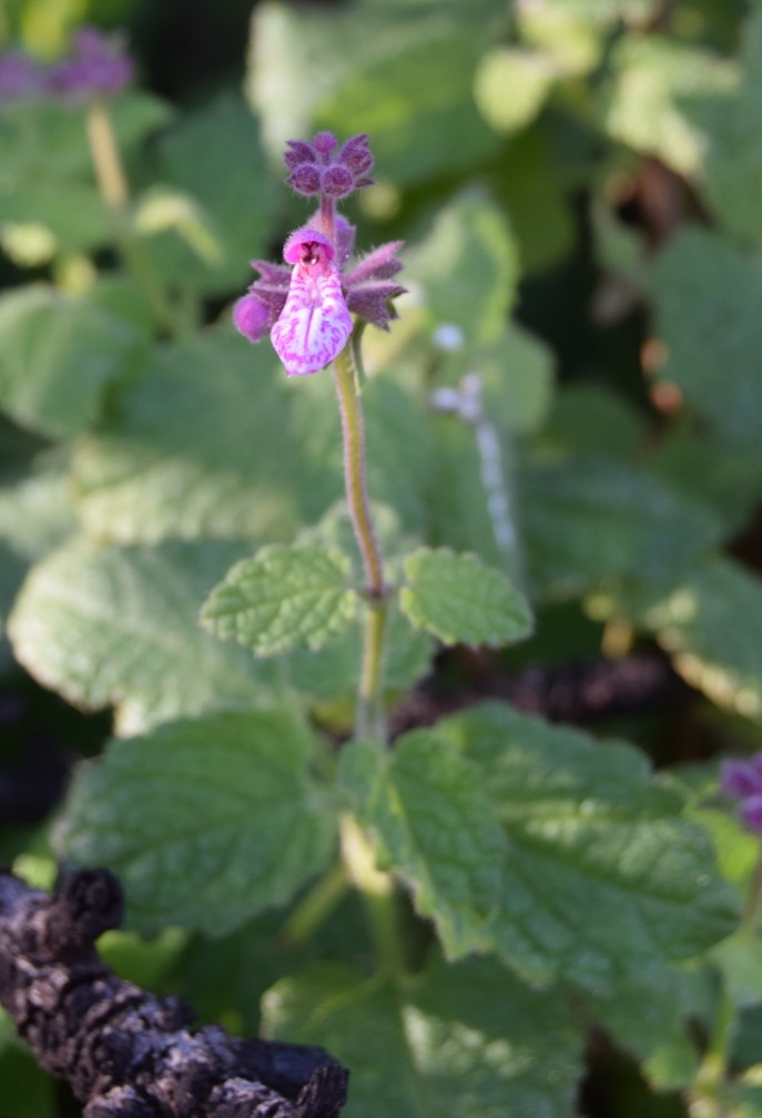 stachys-bullata-12mar2016-5