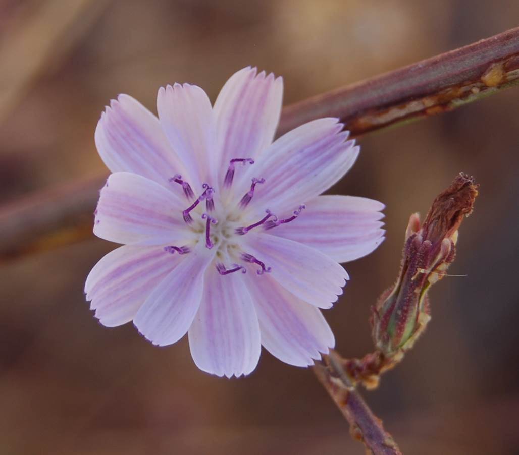 stephanomeria-9oct2013-4