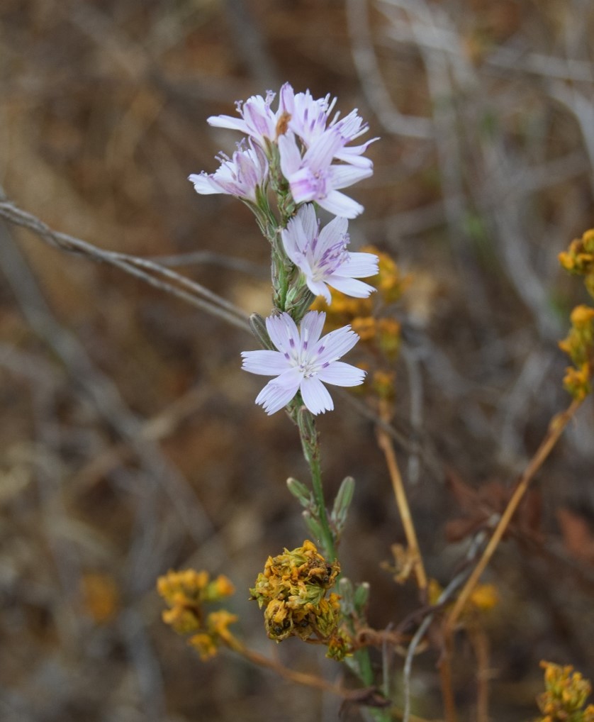 stephanomeria-virgata-12june2016-8