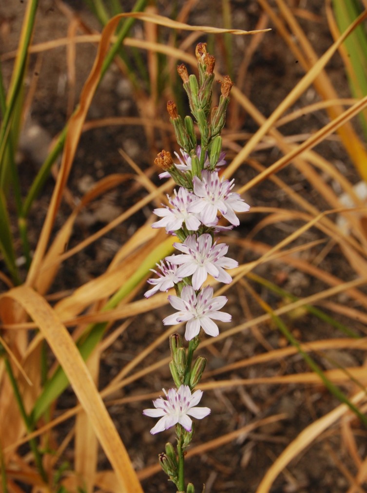 stephanomeria-virgata-13june2014-14
