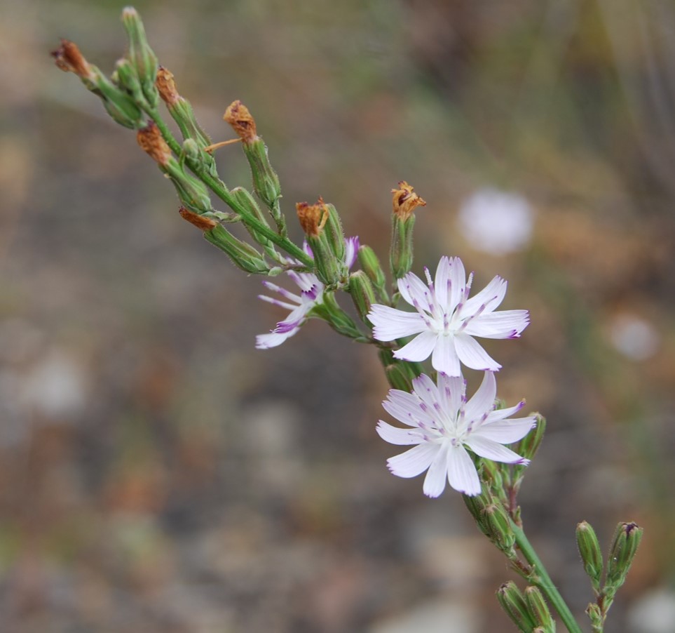 stephanomeria-virgata-13june2014-7