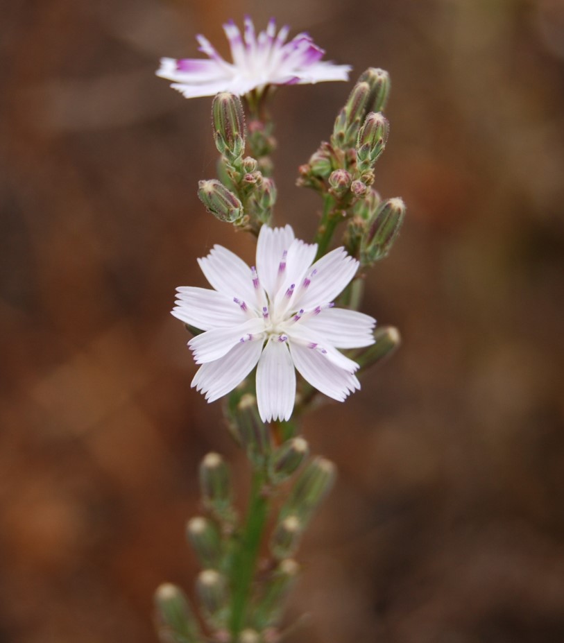 stephanomeria-virgata-1june2015-2