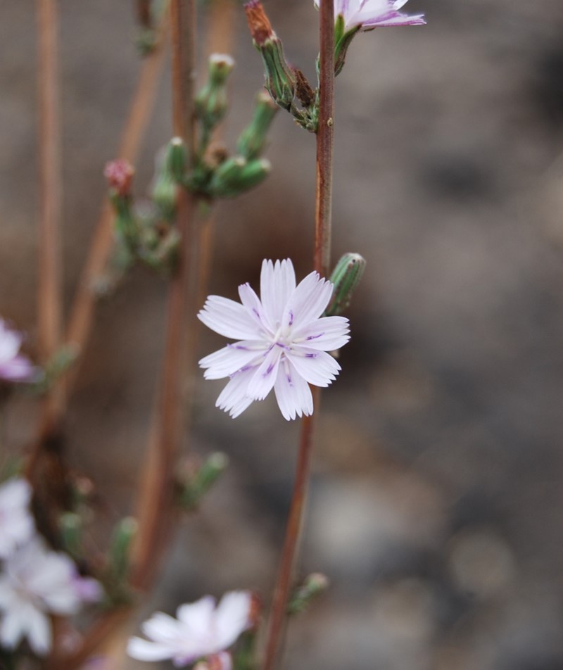 stephanomeria-virgata-31oct2014-5