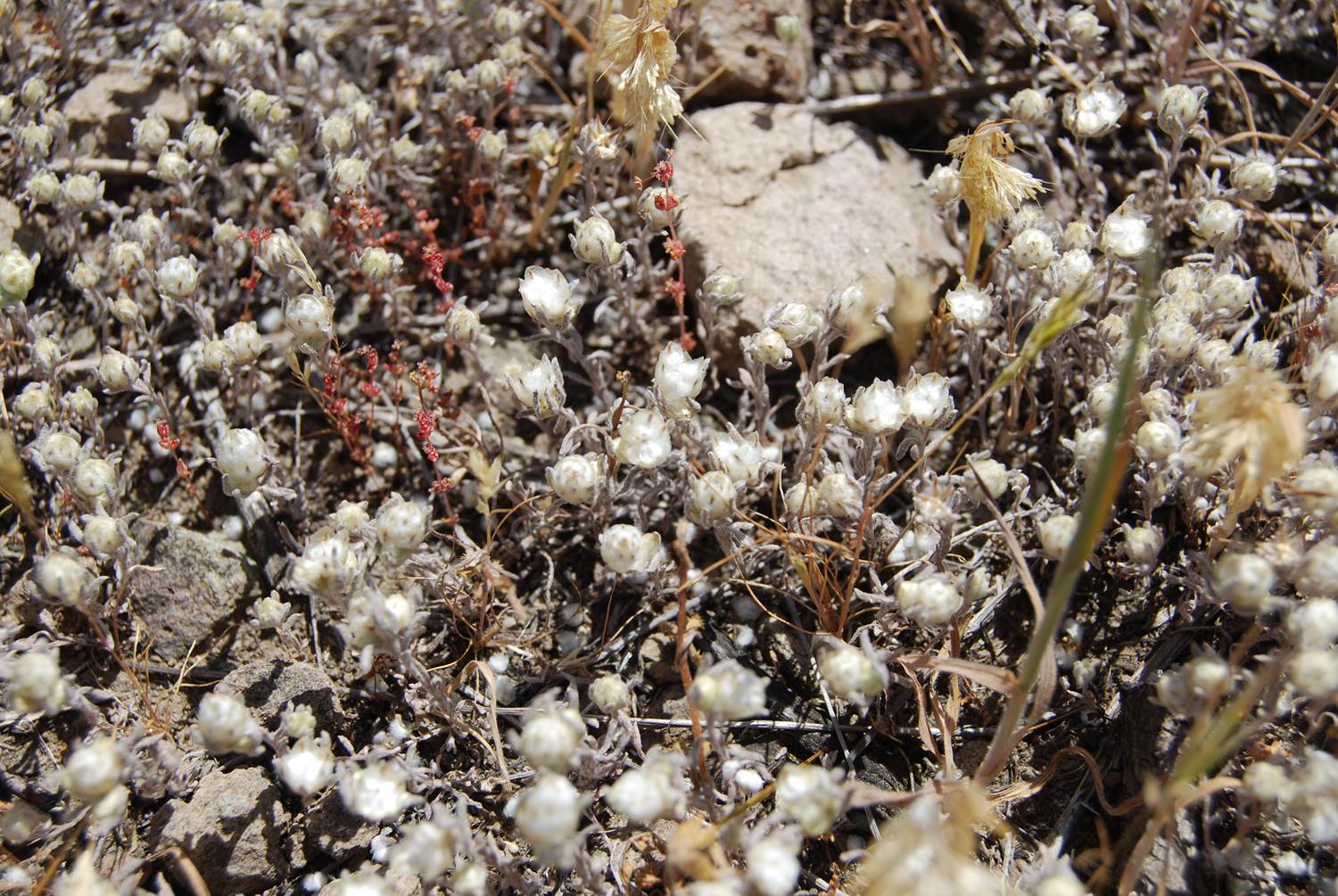 stylocline-gnaphaloides-28mar2008-1