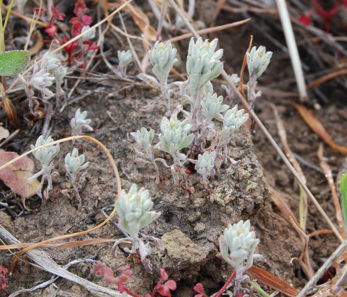 stylocline-gnaphaloides-7mar2013-5