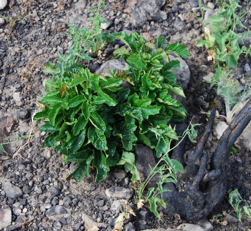 toxicodendron-di…rsilobum-20may2014-1 toxicodendron-di…rsilobum-20may2014-1
