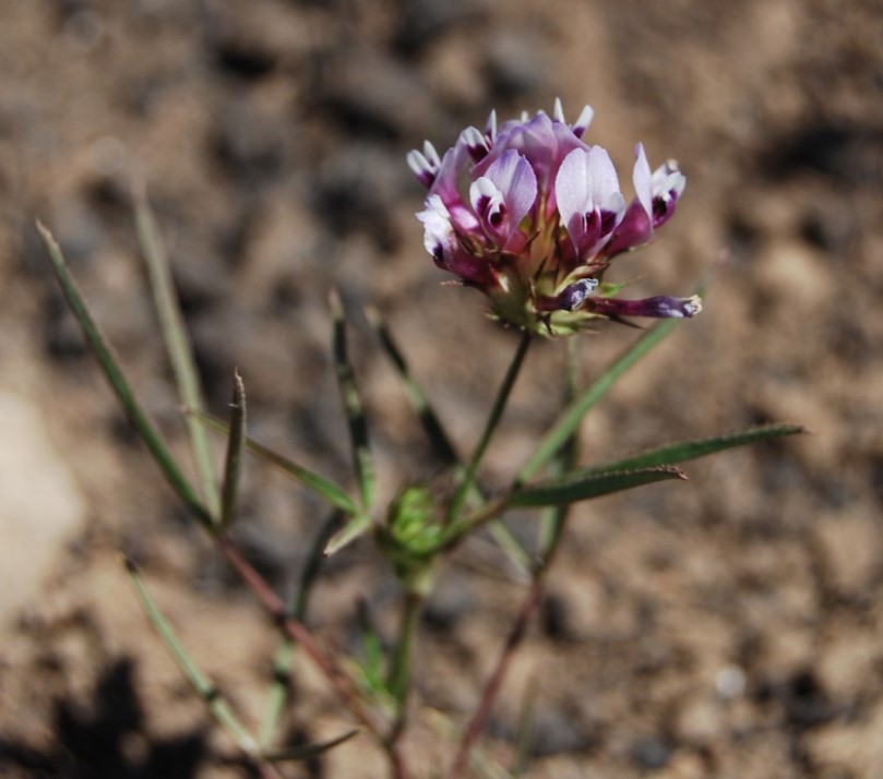 trifolium-wildenovii-12may2014-2 trifolium-wildenovii-12may2014-2