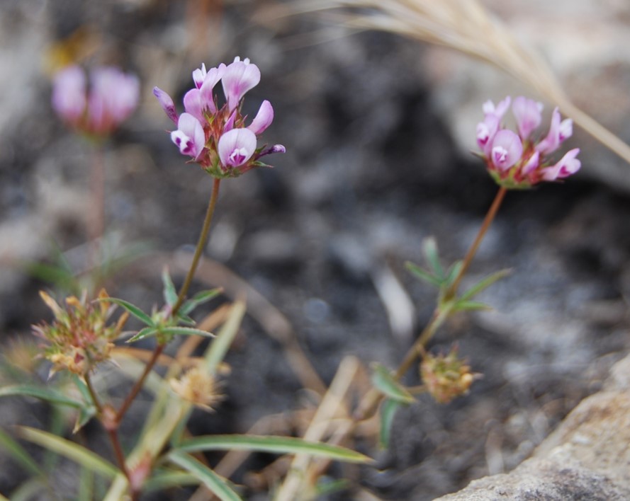 trifolium-wildenovii-29may2014-6 trifolium-wildenovii-29may2014-6